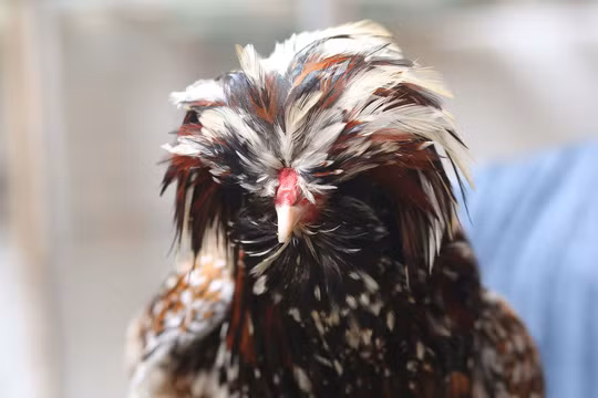 Gà Ba Lan với bộ lông xù trên đầu mới vào Việt Nam mấy năm gần đây khá thích nghi với khí hậu nước ta và được xem là giống gà cảnh rất được ưa chuộng.