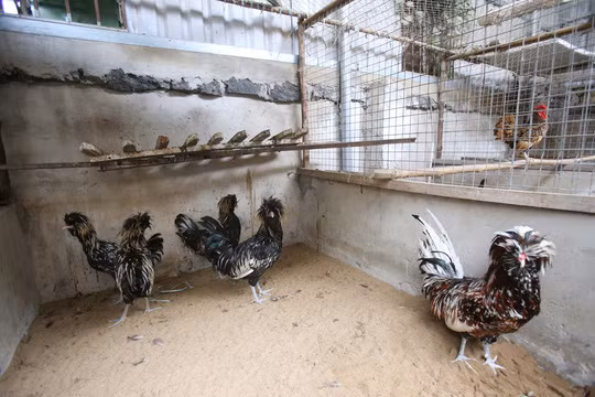 Đây là một trong những giống gà cảnh được sưu tầm và ưa chuộng nhất hiện nay trên thế giới.