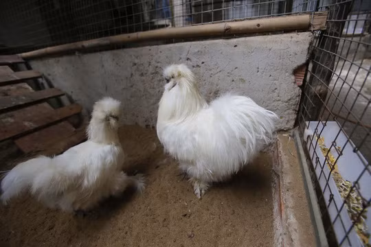 Mỗi cặp gà lông thỏ trưởng thành được chào bán với giá 20 triệu đồng, đối với gà con được bán với giá 600 nghìn đồng/con.