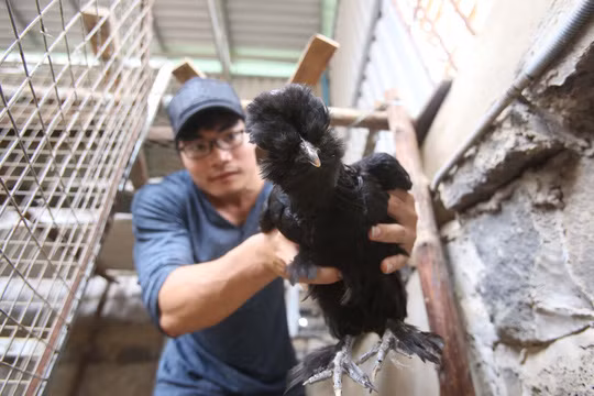 Giống gà này khá hiếm và được nhiều người trong giới sinh vật cảnh và những người đam mê gà kiểng tìm mua với giá 25 triệu đồng 1 căp gà trưởng thành.