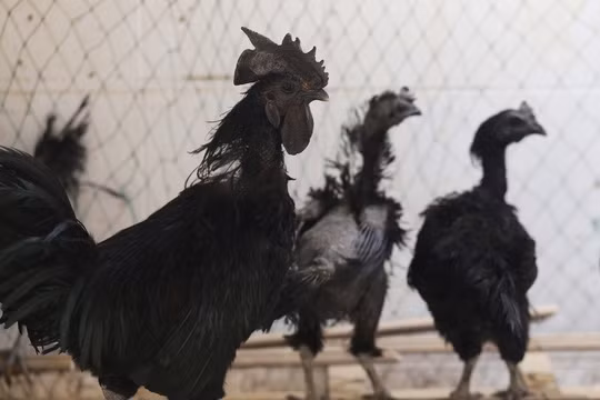 Đây cũng được cho là lý do khiến cho loài gà này được chào bán với giá lên tới 25 triệu đồng/cặp.