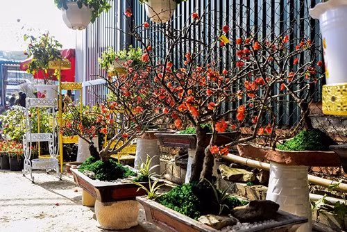 Mỗi chậu mai đỏ được trang trí khá cầu kỳ như có hòn non bộ, tiểu cảnh, rêu,...