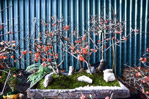 Chậu mai đỏ được một chủ cửa hàng hoa chợ Quảng An (Tây Hồ, Hà Nội) hét giá 6 triệu đồng ở Hà Nội. Chậu mai đỏ được ghép bởi 5 cây mai và trang trí tỉ mỉ. Theo một người bán hàng, chậu mai có giá cao vì có nhiều cây và cách trang trí.