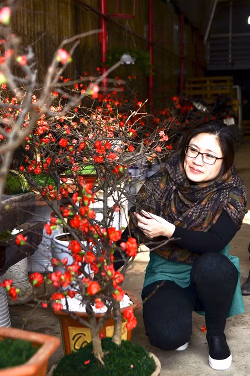 Trong dịp Tết, mai đỏ cũng được khá nhiều người quan tâm và chọn làm cây chơi Tết bởi giá thành vừa phải và giữ được lâu.