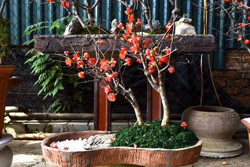 Cây mai đỏ có nhiều nụ và chơi được rất lâu.