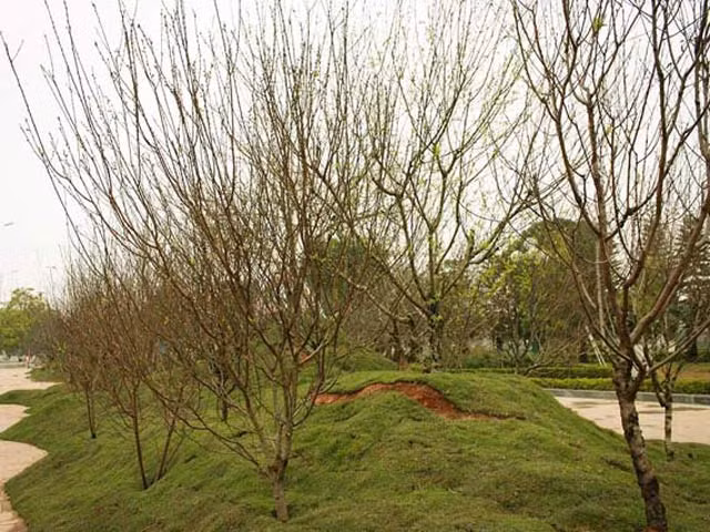 Hàng trăm chậu đào đã khoe sắc trong lễ hội hoa đào lần đầu được tổ chức tại tỉnh Lạng Sơn. Với chủ đề “Rực rỡ sắc đào xứ Lạng”, lễ hội mang đến những giống đào được tuyển chọn từ vùng núi cao mang vẻ đẹp độc đáo, muôn hình muôn vẻ.