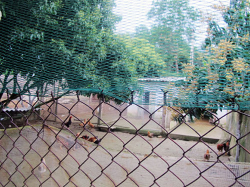 Mỹ Linh hào hứng chia sẻ giờ đây cô còn có thể trị các bệnh vặt cho gà.