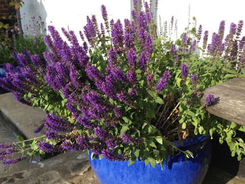 Lavender rực rỡ sắc tím thích hợp trồng ở các vùng có không khí lạnh.