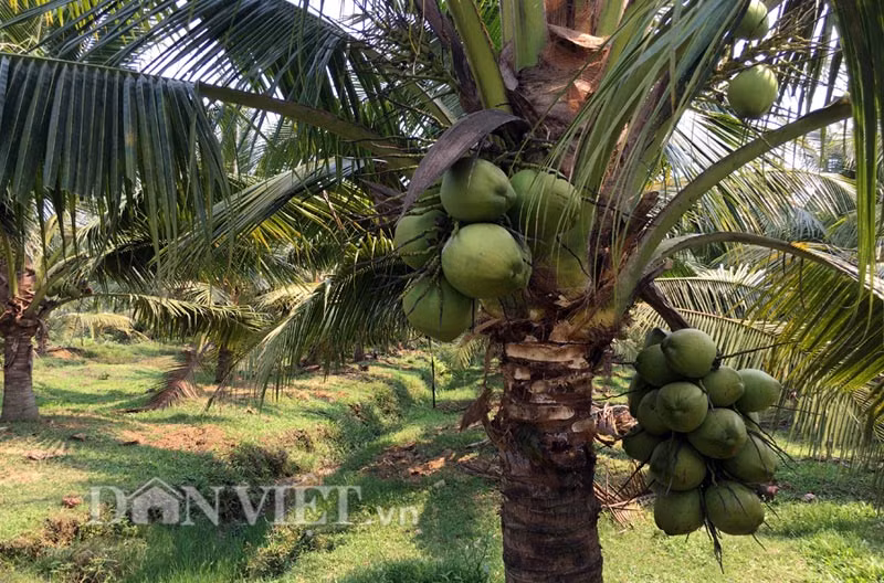 Những cây dừa oằn trái chỉ cần đưa tay ra là hái được.