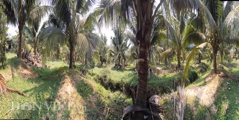 Nói về hiệu quả kinh tế mang lại của giống dừa mới này, ông Xuân không giấu giếm: "Phải 1-2 năm nữa thì việc cho trái của số dừa trồng mới thật sự ổn định, với dự kiến từ 150-200 trái/cây/năm. Còn hiện nay lượng trái chỉ mới đạt khoảng 8 trái/buồng. Và mỗi năm thu hoạch khoảng 10 đợt/cây".