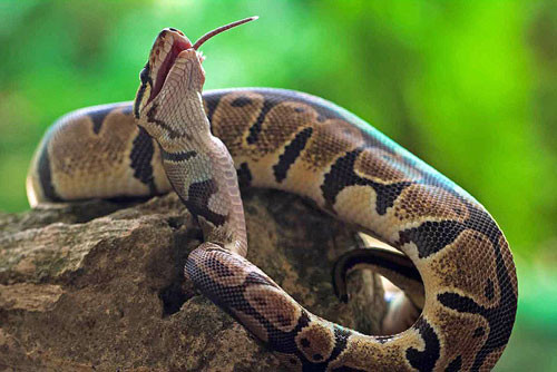 Ung dung tiêu hóa thức ăn.