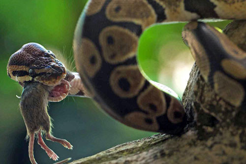 Chuột nằm gọn trong hàm của con trăn.