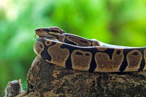  Con trăn cuộn tròn yên lặng nằm ở ngay phía trên tảng đá mà con chuột không hề hay biết.