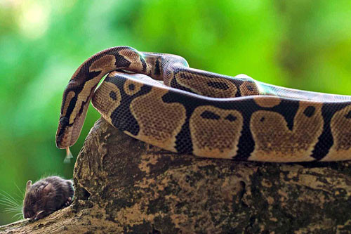 Con trăn trườn xuống thật gần, chờ đợi con mồi đi đúng đến tầm miệng.