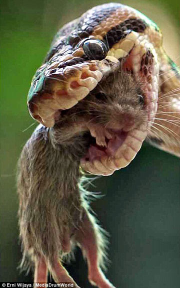 Con trăn ngoạm chặt đầu con mồi bằng bộ hàm cực khỏe, siết mạnh.