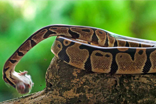 Cú tấn công chết chóc được phóng ra nhanh như chớp.