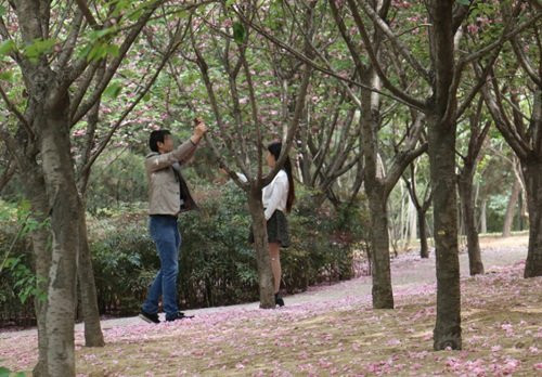 Ngặt nỗi, không có gió, sẽ không thể có cảnh tượng hoa rơi như mưa trong những cuốn tiểu thuyết ngôn tình đang thịnh hành. Đang bối rối thì bạn trai của cô này nghĩ ra một cách, anh ta thản nhiên rung lắc cây điên cuồng để tạo ra một cơn mưa hoa, thỏa mãn thú "sống ảo" của bạn gái.