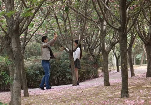 Ngặt nỗi, không có gió, sẽ không thể có cảnh tượng hoa rơi như mưa trong những cuốn tiểu thuyết ngôn tình đang thịnh hành. Đang bối rối thì bạn trai của cô này nghĩ ra một cách, anh ta thản nhiên rung lắc cây điên cuồng để tạo ra một cơn mưa hoa, thỏa mãn thú "sống ảo" của bạn gái.