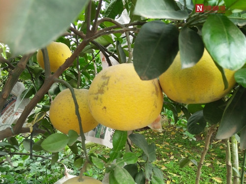 Cả vườn chú Bình chỉ có một cây duy nhất và chưa có người đặt nhưng đã có rất nhiều người tới xem và ướm hỏi giá.