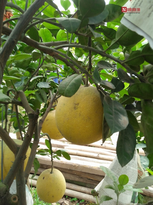 Những quả bưởi vàng mọng đẹp mắt trên cây.