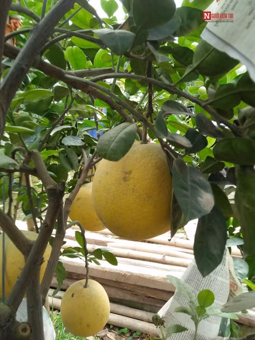 Những quả bưởi vàng mọng đẹp mắt trên cây.