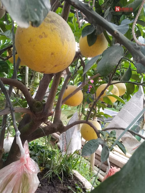 Điểm với đó là vài quả phật thủ được ghép lại và bảo quản trong túi bóng hồng.