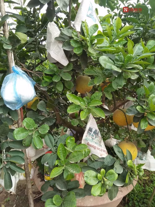 Những quả phật thủ được bảo quản chờ Tết xuất vườn.