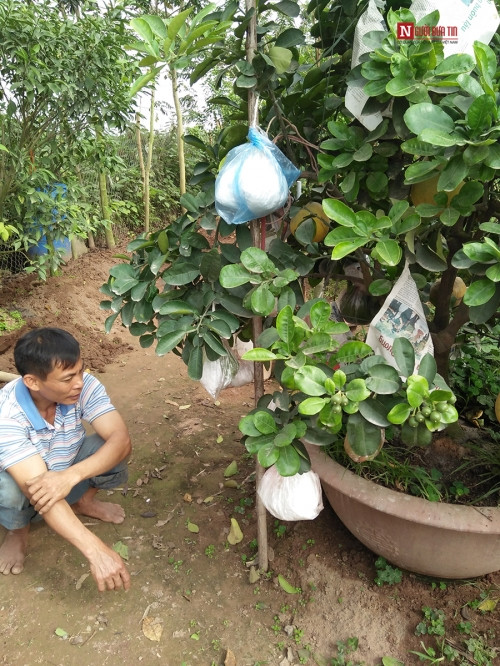 Theo lời chú Bình kể, cây độc đáo này có tên “Cây lai Bưởi Phật Thủ”. Cây này được chú trồng trực tiếp trong chậu cảnh nên có thể sống được rất lâu mà không cần chăm sóc nhiều. Chú Bình cho biết: “Cây này do tôi tự sáng tạo ra, không mất nhiều công chăm sóc, người mua về chỉ cần tưới chút nước là được”.