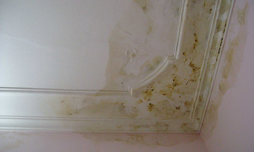 Bong dung co 8 diem bao nay, hoa de “tu tren troi roi xuong”