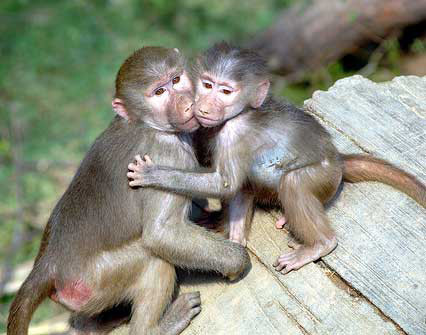 3. Óc khỉ Món ăn này được xem là món “hảo hạng” khi thái hậu Từ Hy dùng trong bữa tiệc chiêu đãi khách ngoại quốc. Khi ăn món này, người ta mang đến một con khỉ còn sống, dùng rìu chặt ngang đầu nó và lấy thìa xúc phần não nóng hổi vừa lộ ra để ăn. Người Trung Quốc tin món này là món “thập toàn đại bổ”.