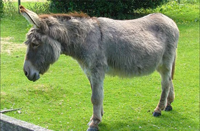 6. Thịt lừa sống Món thịt lừa sống thực sự rùng rợn với cả người mua lẫn người bán Khi mua thịt, người mua sẽ chọn từng phần trên cơ thể chú lừa, người bán sẽ theo đó tiến hành làm lông và cắt từng miếng thịt theo yêu cầu của khách mặc chú lừa bị “tùng xẻo” đang kêu la thảm thiết.