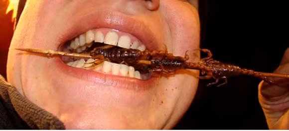 Bò cạp xiên (Trung Quốc). Rõ ràng quá trình nấu ăn không chỉ làm vô hiệu hóa nọc độc chứa trong bò cạp mà còn khiến chúng có vị béo, giòn và thơm mùi bơ. Bạn có thể tưởng tượng được hành động của một người lần đầu nếm thử những con bò cạp này khi họ bỏ hết một con bò cạp vào miệng và cố gắng nuốt xuống và hy vọng chúng sẽ có vị ngon theo như lời mô tả.