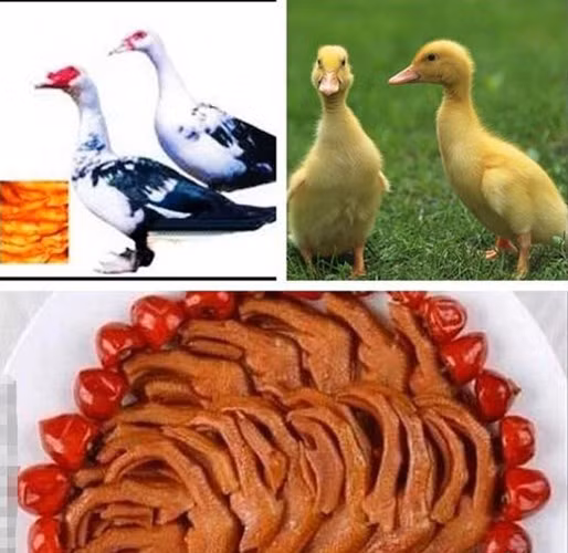 4. Chân vịt nướng Món chân vịt nướng được chế biến bằng cách bắt con vịt còn sống đứng trên tấm sắt được nung nóng đỏ. Trong quá trình “tự nướng”, người ta còn liên tục tưới đậu nành vào chân vịt cho bớt nóng và thịt được thơm mềm.