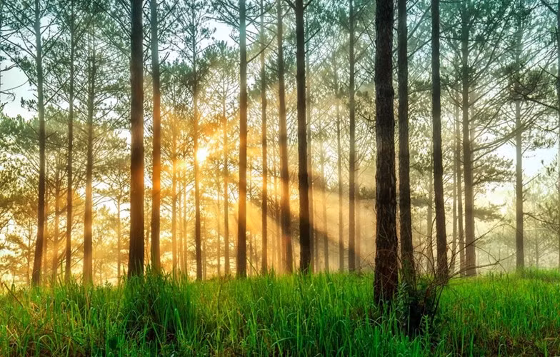 9. Đà Lạt: Nằm ở cao nguyên Lâm Đồng, Đà Lạt có trung tâm là hồ Xuân Hương với những hàng thông thơ mộng. Một trong những điểm đến đẹp nhất Việt Nam này có các biệt thự thời Pháp, khí hậu mát mẻ và dễ chịu. Đây là điểm nghỉ trăng mật được người Việt yêu thích.