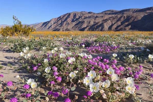 Ngoài Công viên tiểu bang sa mạc Anza-Borrego ở phía đông San Diego, bạn có thể thoải mái ngắm nhìn những cánh hoa dại xen giữa xương rồng tại Công viên quốc gia Saguaro gần Tucson.