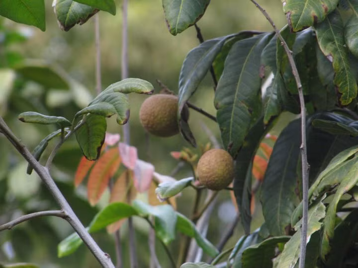 Những cây nhãn ven nhà cho quả sai trĩu cành.