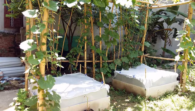 Mặc dù một số loại rau chị đã dùng thuốc sâu thảo dược được làm từ các nguyên liệu gia vị quen thuộc như tỏi, ớt, gừng để phun phòng trừ và tiêu diệt sâu. Tuy nhiên, một số loại khác như rau xà lách, rau cải thì khi chị phun loại thuốc này cũng không ăn thua. Ban đầu, chị Dung chỉ mong muốn phòng trừ được hết sâu bướm đẻ trứng, nhưng trong quá trình áp dụng, chị Dung nhận thấy "kế" mắc màn cho rau này còn có hiệu quả tránh nắng. Mùa hè những ngày nắng đỉnh điểm, công việc lại bận rộn nên chị không có nhiều thời gian cung cấp nước thường xuyên cho cây rau, nhờ mắc màn mà những luống rau xà lách bé và cải mới gieo của chị vẫn lên xanh tốt.