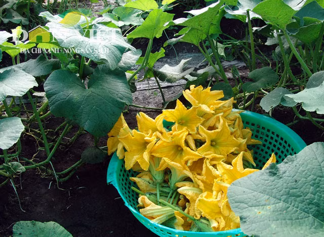 Sau khi hoàn thiện quy trình khép kín sản xuất rau sạch, HTX sẽ chịu trách nhiệm cung cấp vật tư, nguyên liệu đầu vào và bao tiêu sản phẩm cho xã viên. “Hiện nay, các mặt hàng nông sản đang chịu sự cạnh tranh giữa thực phẩm an toàn và không an toàn. Phương pháp canh tác mới nếu được nhân rộng, không chỉ đa dạng nguồn cung thực phẩm sạch mà còn góp phần lấy lại niềm tin của người tiêu dùng”, ông Dũng nói.