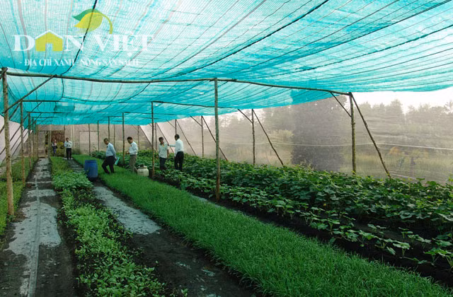 Vì không phải tốn công xử lý đất, làm cỏ, lại không sử dụng phân bón hóa học hay thuốc trừ sâu nên mô hình này không những giảm được giá thành sản phẩm mà còn giải quyết được vấn đề ô nhiễm môi trường. Do không kén chọn đất nên mô hình này có thể áp dụng trên mọi loại đất, kể cả đất nghèo kiệt vẫn có thể sản xuất được rau cho năng suất cao.