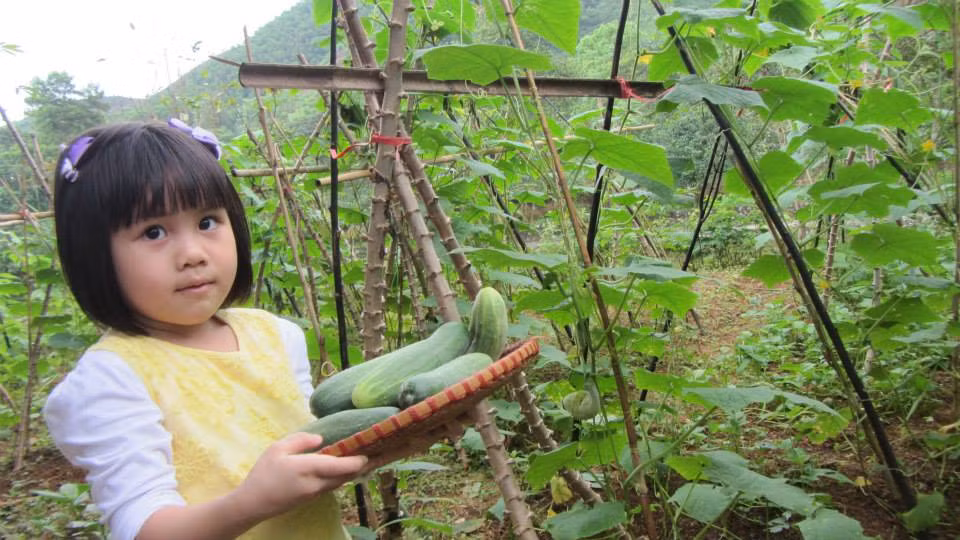 Cả người lớn và trẻ con đều háo hức được tự tay chăm sóc, thu hoạch các loại rau xanh, quả sạch, chăn nuôi lợn, gà, cá sạch... trong trang trại thân thiện này.