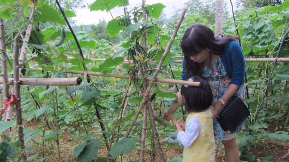 Trải nghiệm một ngày làm nông dân thực thụ bạn sẽ trực tiếp được hướng dẫn kỹ thuật gieo hạt, trồng, chăm sóc và thu hoạch các loại rau xanh, quả sạch, chăn nuôi các loại gia súc, gia cầm,... có trong trang trại.