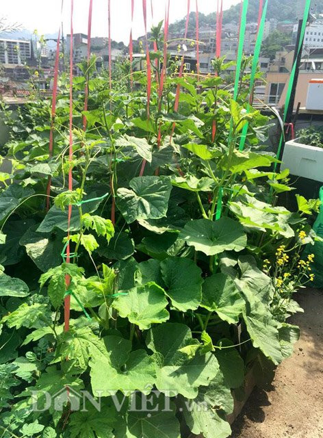 "Vì bị ngấm máu yêu trồng rau xanh, quả sạch nên khi theo chồng sang Hàn Quốc mình vẫn tiếp tục trồng cây làm vườn", chị Hà tâm sự.