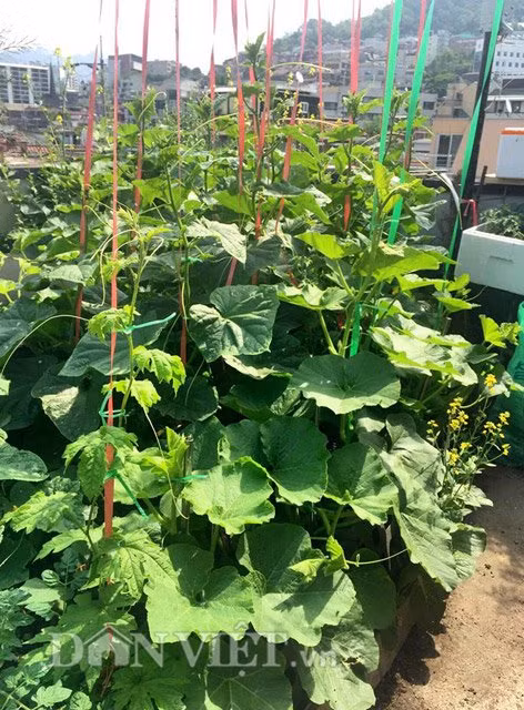 "Vì bị ngấm máu yêu trồng rau xanh, quả sạch nên khi theo chồng sang Hàn Quốc mình vẫn tiếp tục trồng cây làm vườn", chị Hà tâm sự.