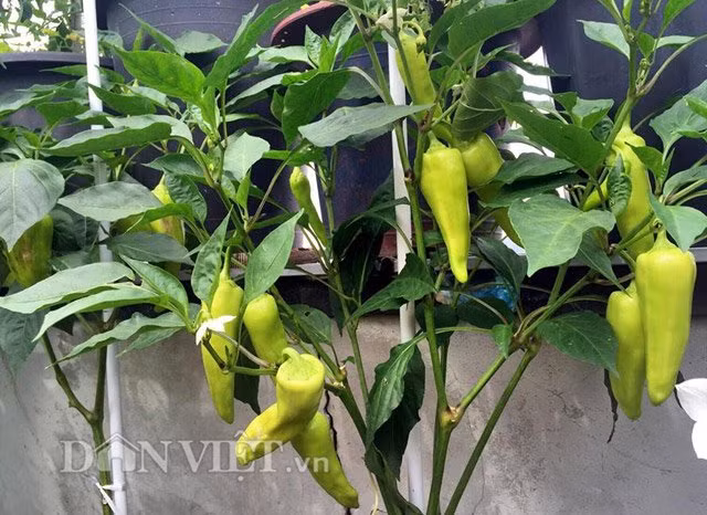 Ớt là loại gia vị không thể thiếu trong các bữa cơm hàng ngày của gia đình chị Hà.