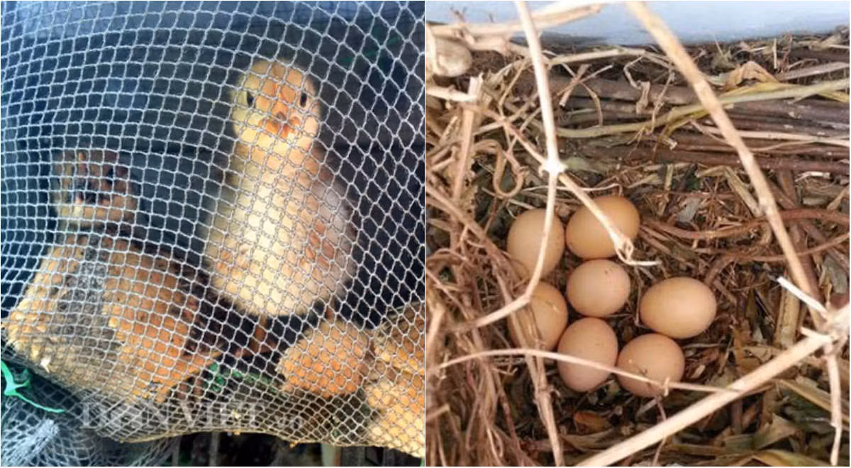 Ngoài trồng rau, quả, chị Hà còn nuôi khoảng 20 con gà trên sân thượng, mỗi con nặng tới 5kg và đẻ trứng rất đều.