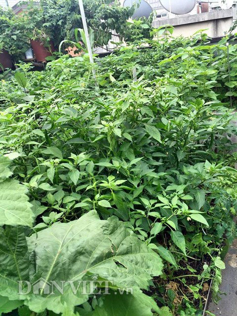 Khu vườn của chị Hà rộng khoảng 40m2, xung quanh có xây thành vững chắc để có thể đặt các chậu lên tường trồng rau để tiết kiệm diện tích tối đa. Dưới nền sân thì xây từng bồn và cho đất vào để trồng rau.