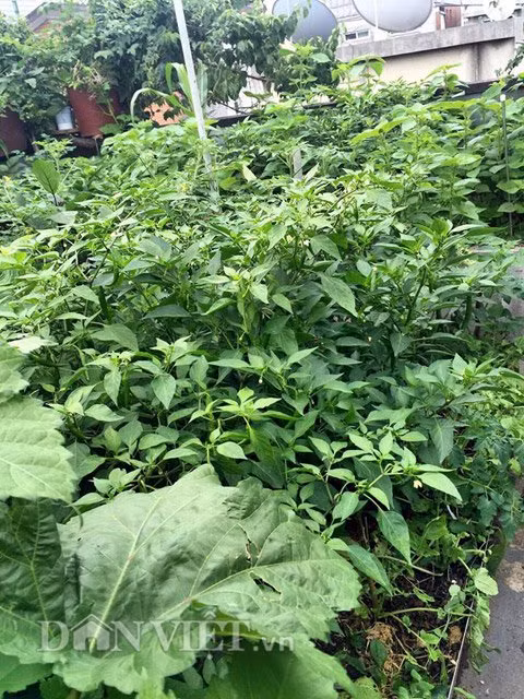 Khu vườn của chị Hà rộng khoảng 40m2, xung quanh có xây thành vững chắc để có thể đặt các chậu lên tường trồng rau để tiết kiệm diện tích tối đa. Dưới nền sân thì xây từng bồn và cho đất vào để trồng rau.