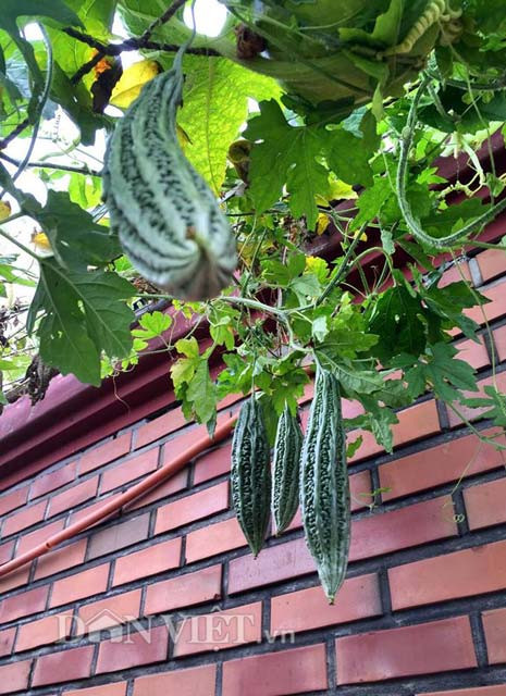 Mướp đắng (khổ qua) được trồng ở một góc vườn.