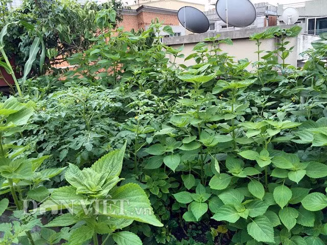 La liệt các loại rau trái rất Việt Nam trong khu vườn rau của chị Hà.