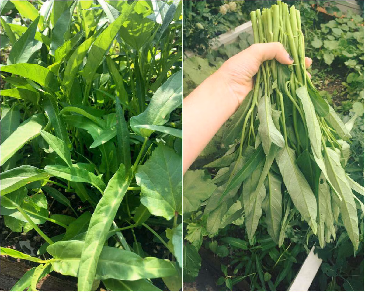 Mảnh vườn nhỏ xinh trên sân thượng chỉ khoảng 40m2 nhưng không thiếu cây gì, từ rau ăn hàng ngày đến các loại cây ăn trái được chị Ngô Phương Hà dành thời gian chăm chút mỗi ngày.